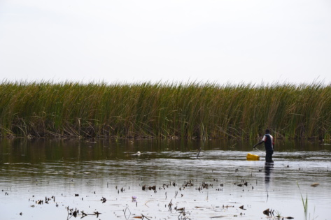 Du biocharbon de Typha en Mauritanie et au Sénégal